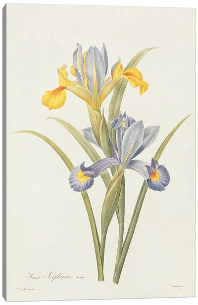 Iris  Canvas Art Print