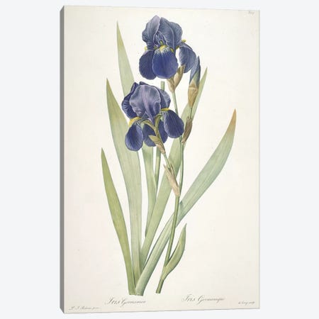 Iris germanica , 1812 Canvas Print #PRE30} by Pierre-Joseph Redouté Art Print