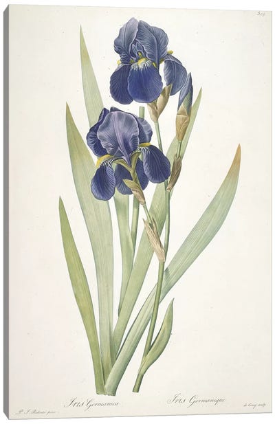 Iris germanica , 1812 Canvas Art Print