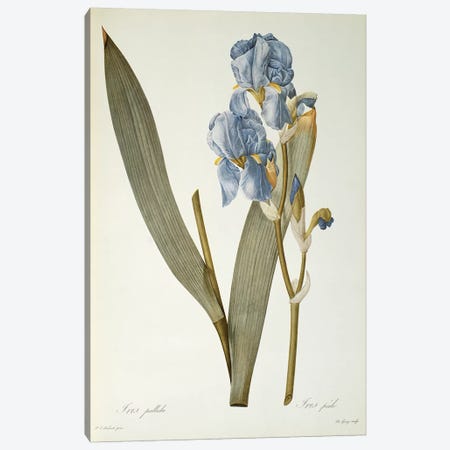 Iris Pallida, from `Les Liliacees', 1812  Canvas Print #PRE31} by Pierre-Joseph Redouté Canvas Print