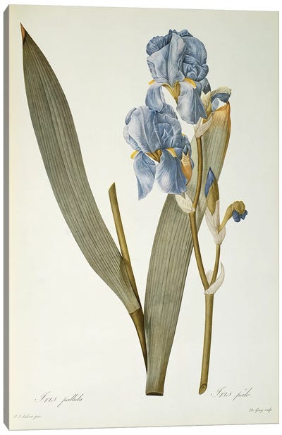 Iris Pallida, from `Les Liliacees', 1812  Canvas Art Print