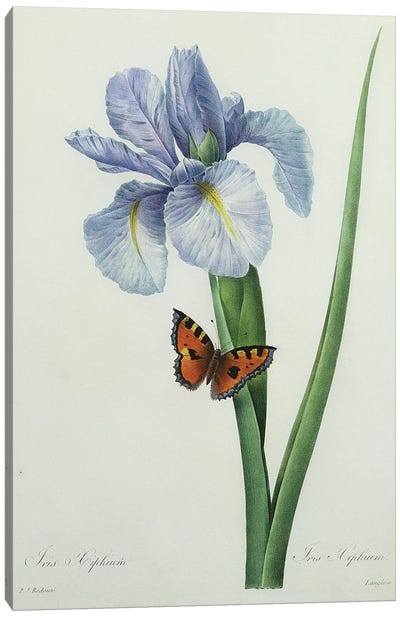 Iris xiphium, engraved by Langlois, from 'Choix des Plus Belles Fleurs', 1827  Canvas Art Print