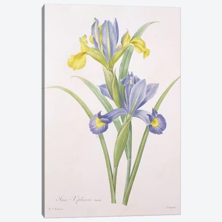 Iris xiphium, variety, engraved by Langlois, from 'Choix des Plus Belles Fleurs', 1827  Canvas Print #PRE33} by Pierre-Joseph Redouté Canvas Print