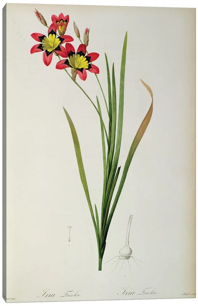 Ixia Tricolor, from `Les Liliacees', 1805  Canvas Art Print