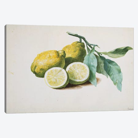 Lemons, 1840  Canvas Print #PRE35} by Pierre-Joseph Redouté Canvas Art