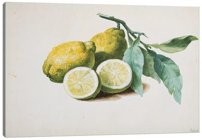 Lemons, 1840  Canvas Art Print