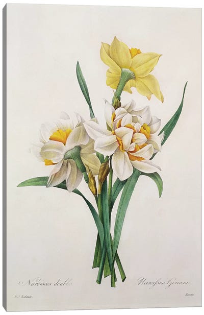 Narcissus gouani , engraved by Bessin, from 'Choix des Plus Belles Fleurs', 1827  Canvas Art Print