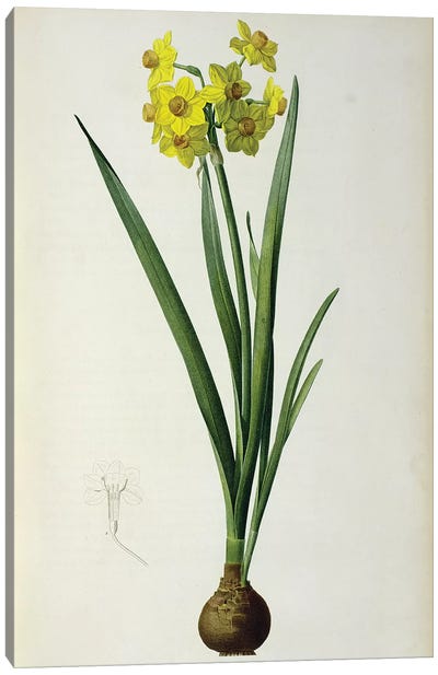 Narcissus Lazetta, from `'Plantae Selectae' Canvas Art Print