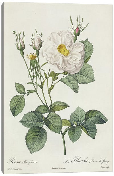 Rosa Alba Foliacea Canvas Art Print