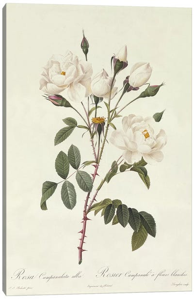 Rosa Campanulata Alba Canvas Art Print