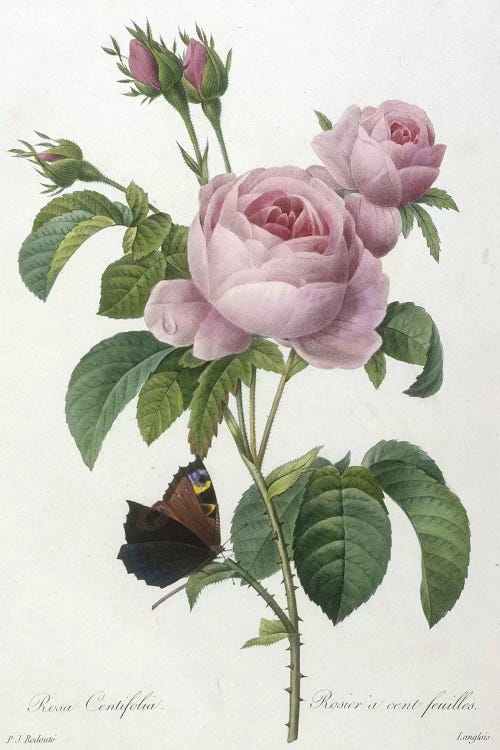 Rosa Centifolia, engraved by François Langlois, from Choix Des Plus Belle Fleurs et des Plus Beaux Fruits, 1827 