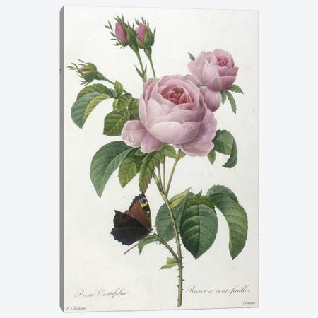 Rosa Centifolia, engraved by François Langlois, from Choix Des Plus Belle Fleurs et des Plus Beaux Fruits, 1827  Canvas Print #PRE40} by Pierre-Joseph Redouté Canvas Wall Art