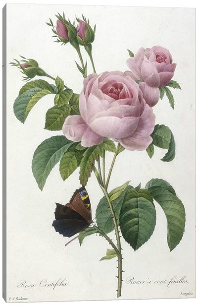 Rosa Centifolia, engraved by François Langlois, from Choix Des Plus Belle Fleurs et des Plus Beaux Fruits, 1827  Canvas Art Print