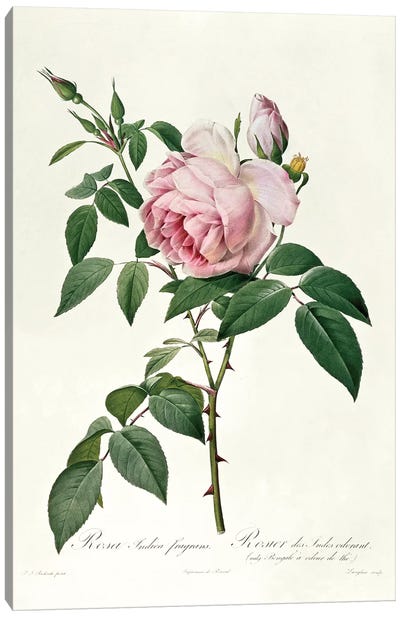 Rosa chinensis and Rosa gigantea, from 'Les Roses', 1817 Canvas Art Print