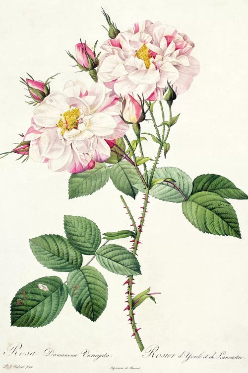 Rosa damascena variegata , engraved by Bessin, from 'Les Roses', 1817-24 