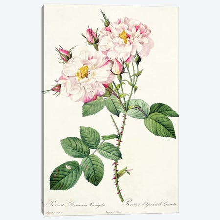 Rosa damascena variegata , engraved by Bessin, from 'Les Roses', 1817-24  Canvas Print #PRE44} by Pierre-Joseph Redouté Canvas Art Print