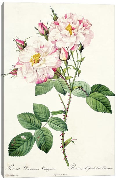 Rosa damascena variegata , engraved by Bessin, from 'Les Roses', 1817-24  Canvas Art Print