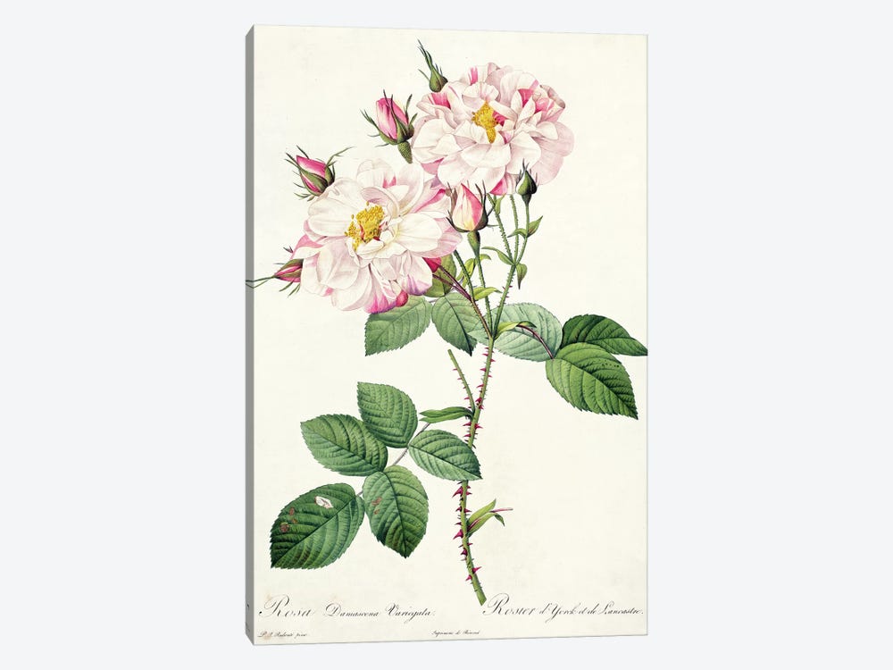 Rosa damascena variegata , engraved by Bessin, from 'Les Roses', 1817-24  by Pierre-Joseph Redouté 1-piece Canvas Art