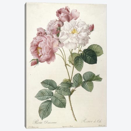 Rosa Damascena, Rosier de Cels, engraved by Charlin, from Les Roses, 1817-24  Canvas Print #PRE45} by Pierre-Joseph Redouté Canvas Art Print