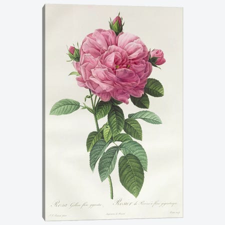 Rosa Gallica Flore Giganteo Canvas Print #PRE46} by Pierre-Joseph Redouté Canvas Print