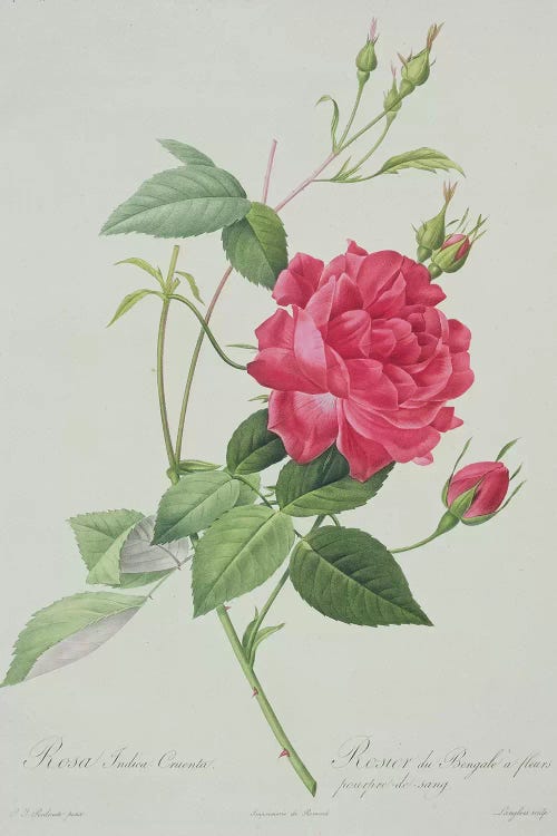 Rosa indica cruenta , engraved by Langlois, from 'Les Roses', 1817-24 