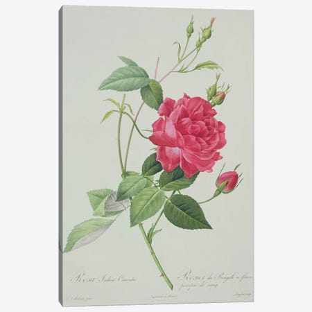 Rosa indica cruenta , engraved by Langlois, from 'Les Roses', 1817-24  Canvas Print #PRE48} by Pierre-Joseph Redouté Canvas Art