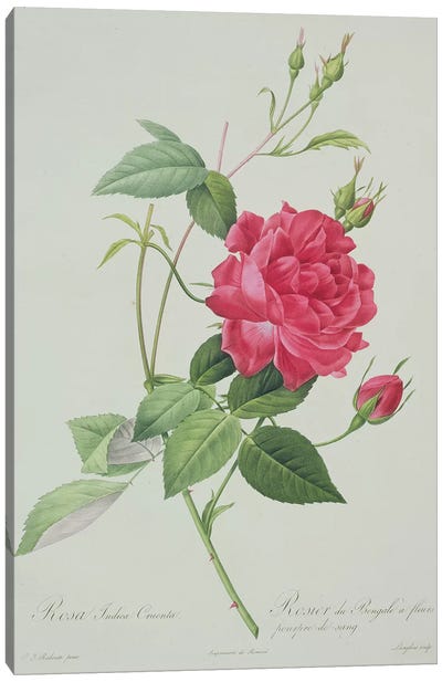 Rosa indica cruenta , engraved by Langlois, from 'Les Roses', 1817-24  Canvas Art Print