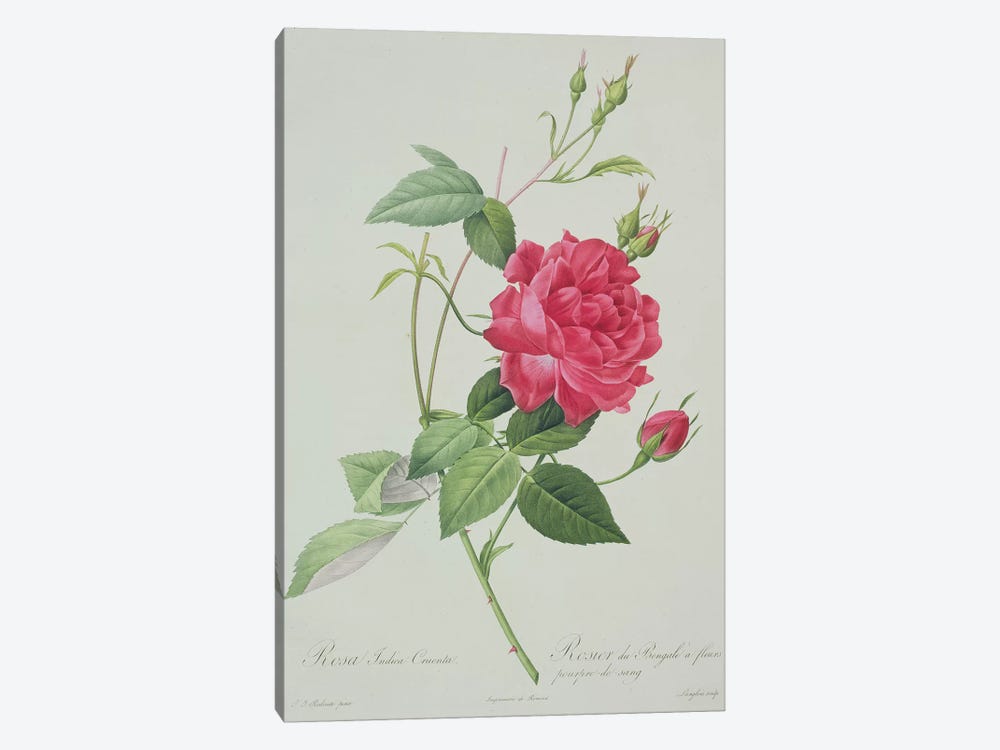 Rosa indica cruenta , engraved by Langlois, from 'Les Roses', 1817-24  by Pierre-Joseph Redouté 1-piece Canvas Wall Art