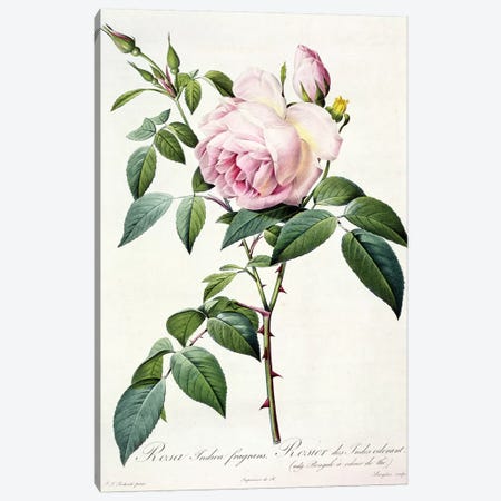 Rosa Indica Fragrans, engraved by Langlois, published by Remond  Canvas Print #PRE49} by Pierre-Joseph Redouté Canvas Artwork