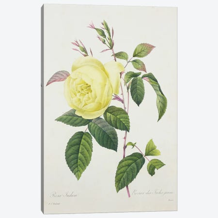 Rosa indica, engraved by Bessin, from 'Choix des Plus Belles Fleurs', 1827  Canvas Print #PRE51} by Pierre-Joseph Redouté Art Print