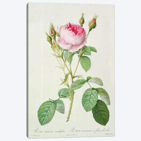 Rosa muscosa multiplex , engraved by Langlois, from 'Les Roses', 1817-24  Canvas Print #PRE53} by Pierre-Joseph Redouté Canvas Art Print