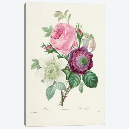 Rose, Anemone and Clematis, engraved by Victor, from 'Choix des Plus Belles Fleurs et des Plus Beaux Fruits', 1827-33  Canvas Print #PRE55} by Pierre-Joseph Redouté Canvas Art