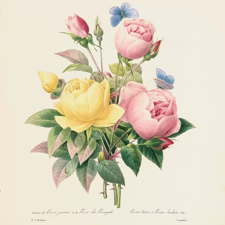 Variety of Yellow Roses and Bengal Roses, 1827-33  by Pierre-Joseph Redouté wall art