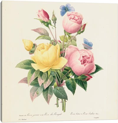 Variety of Yellow Roses and Bengal Roses, 1827-33  Canvas Art Print