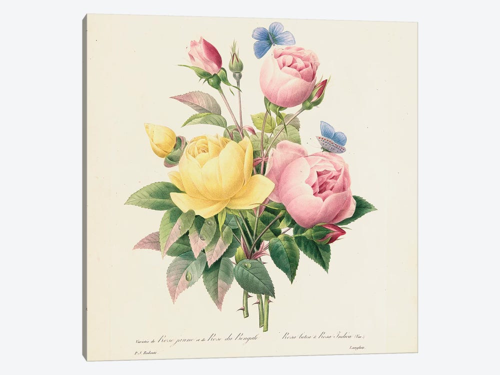 Variety of Yellow Roses and Bengal Roses, 1827-33  by Pierre-Joseph Redouté 1-piece Canvas Print