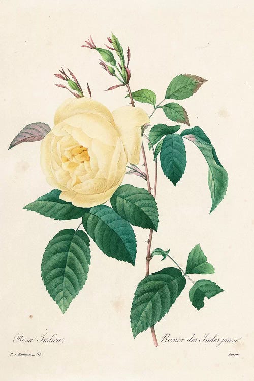 Yellow Rosa Indica, 1827-33  by Pierre-Joseph Redouté wall art