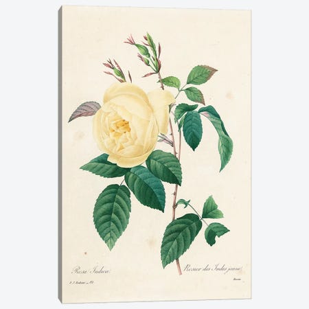 Yellow Rosa Indica, 1827-33  Canvas Print #PRE59} by Pierre-Joseph Redouté Canvas Print