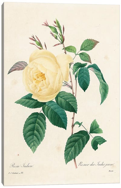 Yellow Rosa Indica, 1827-33  Canvas Art Print