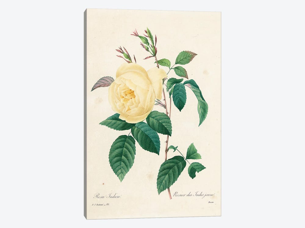 Yellow Rosa Indica, 1827-33  by Pierre-Joseph Redouté 1-piece Canvas Art