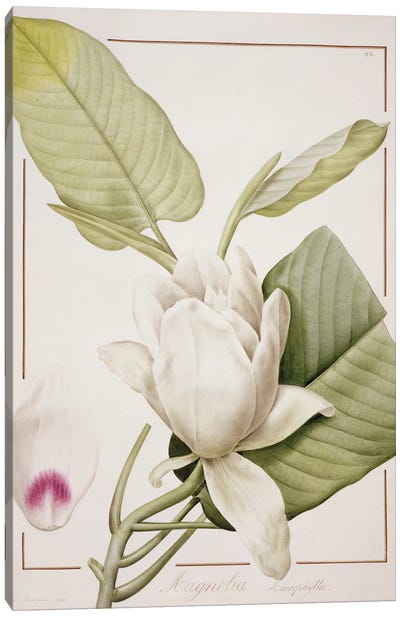 Magnolia Macrophylla, 1811 Canvas Art Print - Botanical Illustrations