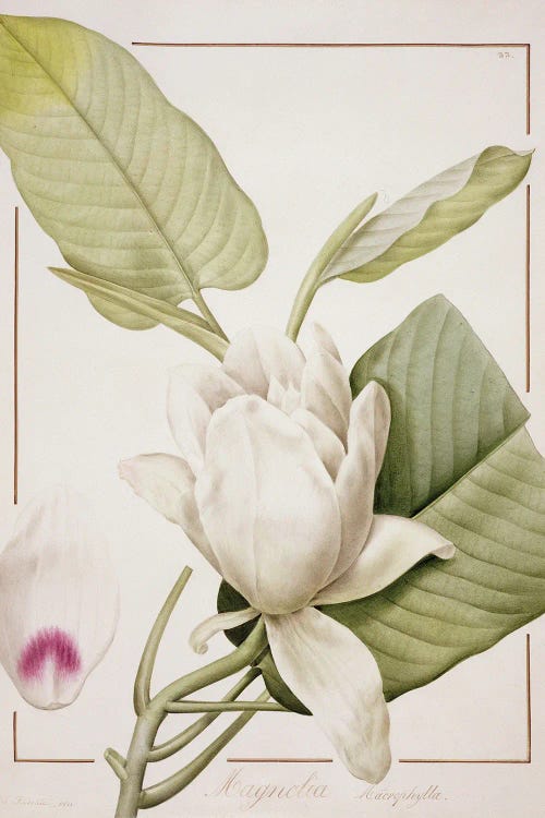 Magnolia Macrophylla, 1811