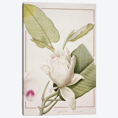 Magnolia Macrophylla, 1811 Canvas Print #PRE60} by Pierre-Joseph Redouté Canvas Wall Art