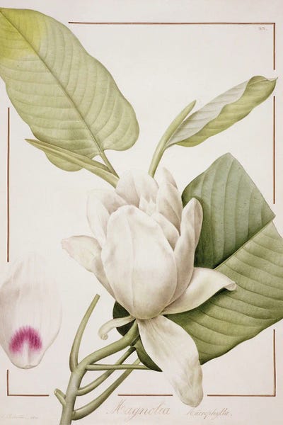 Vintage Botanical Illustrations: Magnolia Macrophylla, 1811 by Pierre-Joseph Redouté
