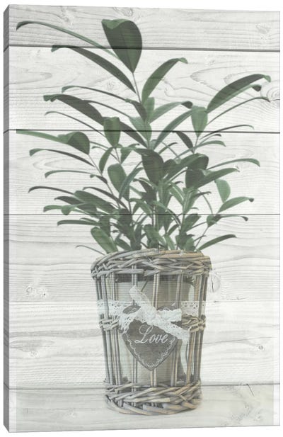 Loving Plant Canvas Art Print - Marcus Prime