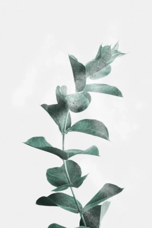 Misty Eucalyptus by Marcus Prime wall art