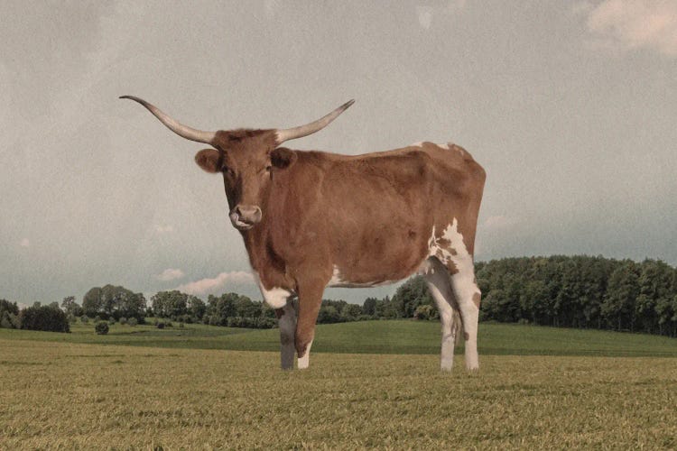 Desolate Steer by Marcus Prime wall art