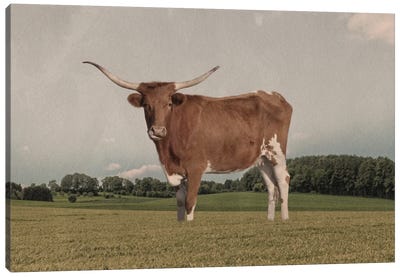 Desolate Steer Canvas Art Print - Longhorn Art