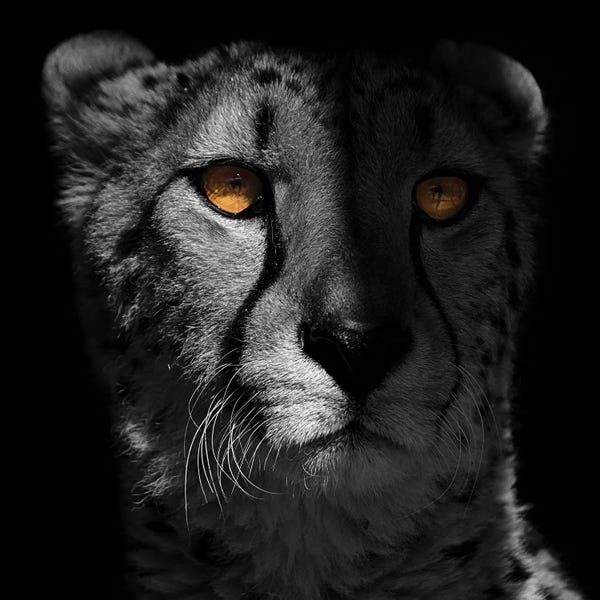 Cheetahs: Glaring Gaze I by Marcus Prime