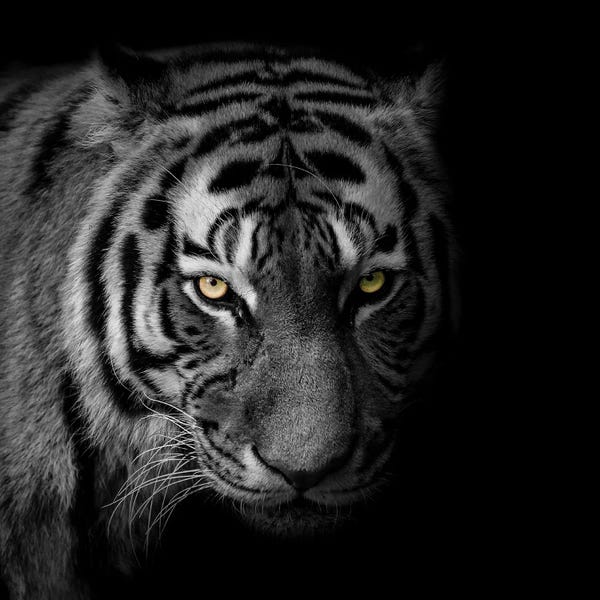 Tigers: Glaring Gaze II by Marcus Prime