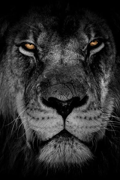 A.D. Lines Eurogroup Inc.: Powerful Resilience II by Marcus Prime